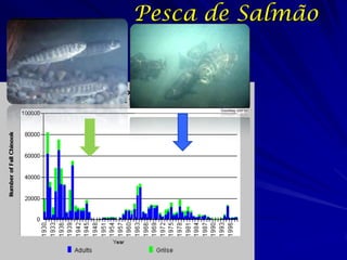 Pesca de Salmão
 