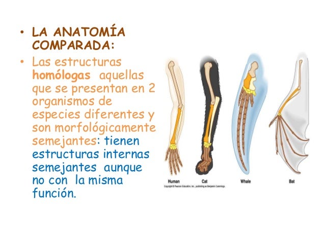 Evidencias de cambios evolutivos
