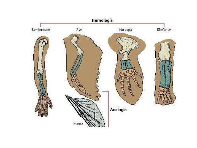 Evidencias de cambios evolutivos
