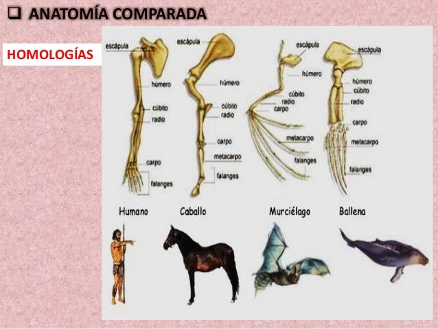 Evidencias de la evolución por Yolanda Pila