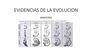EVIDENCIAS DE LA EVOLUCION
MAMIFEROS
 