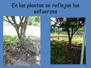 En las plantas se reflejan los 
esfuerzos 
 