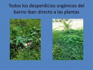 Todos los desperdicios orgánicos del 
barrio iban directo a las plantas 
 
