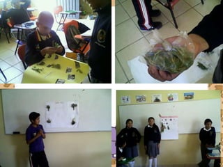 EVIDENCIAS DE MATERIAL