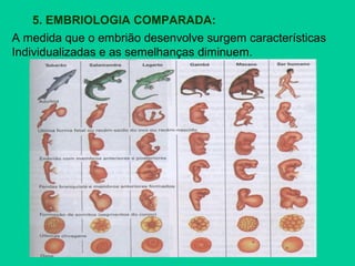 5. EMBRIOLOGIA COMPARADA:
A medida que o embrião desenvolve surgem características
Individualizadas e as semelhanças diminuem.
 