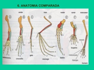 6. ANATOMIA COMPARADA
 