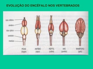 EVOLUÇÃO DO ENCÉFALO NOS VERTEBRADOS
 