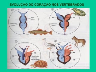 EVOLUÇÃO DO CORAÇÃO NOS VERTEBRADOS
 