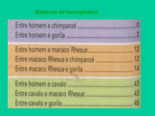 Molécula de hemoglobina
 