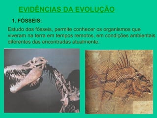 EVIDÊNCIAS DA EVOLUÇÃO
Estudo dos fósseis, permite conhecer os organismos que
viveram na terra em tempos remotos, em condições ambientais
diferentes das encontradas atualmente.
1. FÓSSEIS:
 