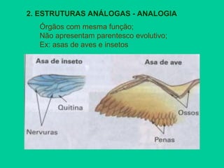 2. ESTRUTURAS ANÁLOGAS - ANALOGIA
Órgãos com mesma função;
Não apresentam parentesco evolutivo;
Ex: asas de aves e insetos
 