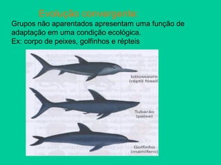 Evolução convergente:
Grupos não aparentados apresentam uma função de
adaptação em uma condição ecológica.
Ex: corpo de peixes, golfinhos e répteis
 