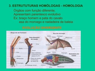 3. ESTRUTUTURAS HOMÓLOGAS - HOMOLOGIA
Órgãos com função diferente;
Apresentam parentesco evolutivo
Ex: braço homem e pata do cavalo
asa do morcego e nadadeira de baleia
EVOLUÇÃO DIVERGENTE
 