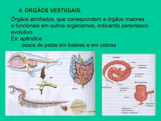 4. ÓRGÃOS VESTIGIAIS:
Órgãos atrofiados, que correspondem a órgãos maiores
e funcionais em outros organismos, indicando parentesco
evolutivo.
Ex: apêndice
ossos de patas em baleias e em cobras
 