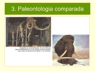 3. Paleontologia comparada 