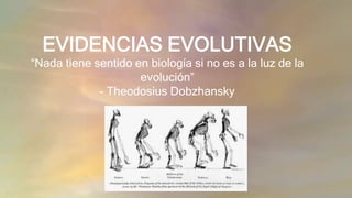 EVIDENCIAS EVOLUTIVAS
“Nada tiene sentido en biología si no es a la luz de la
evolución”
- Theodosius Dobzhansky
 