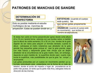 PATRONES DE MANCHAS DE SANGRE
Esto es posible mediante el estudia
morfológico de las manchas de
proyección. Estas se pueden dividir en: y
DETERMINACIÓN DE
TRAYECTORIA
Si éstas han caído en forma perpendicular (gota) desde corta altura
(O a 15 cm.) tendrá forma redonda con sus bordes netos; a medida
que la altura de caída aumenta (15 a 30 cm.) los bordes de la gota
dejarán de ser netos para adquirir un formato dentado; cuando la
altura sobrepasa el metro notaremos que alrededor de la gota
grande hay pequeñas gotas porque al caer la gota grande, pega
con más fuerza y desprende gotas más chicas que se alojan
alrededor de la circunferencia de la gota madre. Esto, sin embargo,
depende en gran medida de la superficie donde caen: cuanto más
burda la superficie, más posibilidades de que la gota “se rompa” y
se proyecte.
Las gotas producidas por un cuerpo en movimiento pierden ya su
formato redondeado para presentarse con la forma de un bate de
béisbol, donde el punto de impacto o lugar de procedencia es la
parte más gruesa, en tanto que la parte más fina y alargada indica la
dirección de las mismas.
ESTÁTICAS: (cuando el cuerpo
está quieto), las
que serían gotas propiamente
dichas
DINÁMICAS: (cuando el cuerpo está
en movimiento), que reciben el
nombre desalpicaduras.
 
