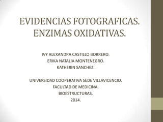 EVIDENCIAS FOTOGRAFICAS.
ENZIMAS OXIDATIVAS.
IVY ALEXANDRA CASTILLO BORRERO.
ERIKA NATALIA MONTENEGRO.
KATHERIN SANCHEZ.
UNIVERSIDAD COOPERATIVA SEDE VILLAVICENCIO.
FACULTAD DE MEDICINA.
BIOESTRUCTURAS.
2014.
 
