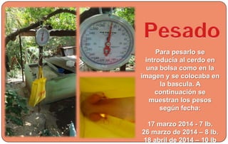 Para pesarlo se
introducía al cerdo en
una bolsa como en la
imagen y se colocaba en
la bascula. A
continuación se
muestran los pesos
según fecha:
17 marzo 2014 - 7 lb.
26 marzo de 2014 – 8 lb.
18 abril de 2014 – 10 lb
 