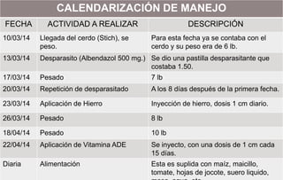CALENDARIZACIÓN DE MANEJO
FECHA ACTIVIDAD A REALIZAR DESCRIPCIÓN
10/03/14 Llegada del cerdo (Stich), se
peso.
Para esta fecha ya se contaba con el
cerdo y su peso era de 6 lb.
13/03/14 Desparasito (Albendazol 500 mg.) Se dio una pastilla desparasitante que
costaba 1.50.
17/03/14 Pesado 7 lb
20/03/14 Repetición de desparasitado A los 8 días después de la primera fecha.
23/03/14 Aplicación de Hierro Inyección de hierro, dosis 1 cm diario.
26/03/14 Pesado 8 lb
18/04/14 Pesado 10 lb
22/04/14 Aplicación de Vitamina ADE Se inyecto, con una dosis de 1 cm cada
15 días.
Diaria Alimentación Esta es suplida con maíz, maicillo,
tomate, hojas de jocote, suero liquido,
 
