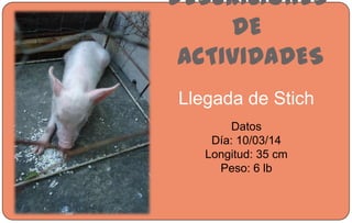DESCRICIONES
DE
ACTIVIDADES
Llegada de Stich
Datos
Día: 10/03/14
Longitud: 35 cm
Peso: 6 lb
 