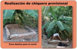 Realización de chiquero provisional
Zona destina para el corral
 