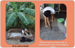 Se le coloco fribolit
Este es como el corral que se
colocara para que no se salga el
cerdo.
 