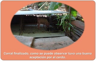 Corral finalizado, como se puede observar tuvo una buena
aceptación por el cerdo.
 