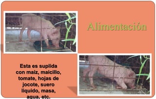 Alimentación
Esta es suplida
con maíz, maicillo,
tomate, hojas de
jocote, suero
liquido, masa,
agua, etc.
 