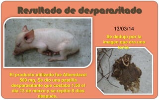 Resultado de desparasitado
El producto utilizado fue Albendazol
500 mg. Se dio una pastilla
desparasitante que costaba 1.50 el
día 13 de marzo y se repitió 8 días
después..
13/03/14
Se dedujo por la
imagen que era una
tenia.
 