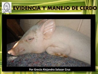 EVIDENCIA Y MANEJO DE CERDO
Por Grecia Alejandra Salazar Cruz
 