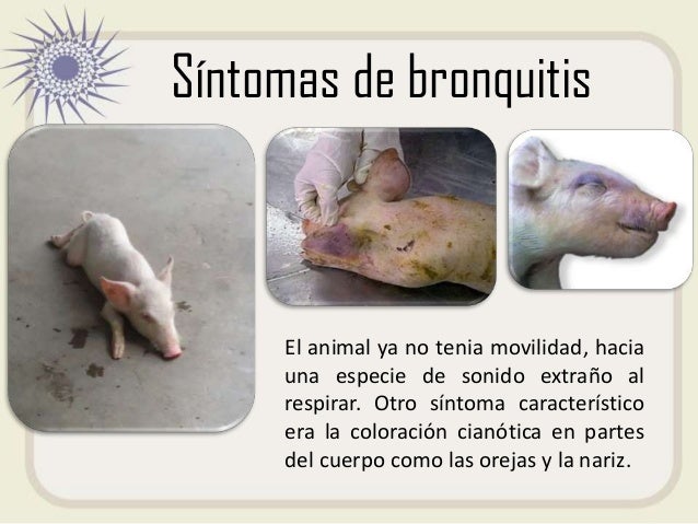 Evidencia y manejo de cerdo2