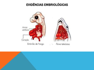 EVIDÊNCIAS EMBRIOLÓGICAS
 