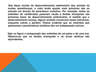Nas fases iniciais do desenvolvimento embrionário dos animais há
muitas semelhanças, e mais ainda quanto mais próximos são os
animais em termos de parentesco evolutivo. Por exemplo, todos os
embriões de vertebrados possuem cauda e fendas branquiais nas
primeiras fases do desenvolvimento embrionário. A medida que o
desenvolvimento avança, alguns animais conservam essas estruturas,
enquanto outros a perdem. Parece evidente que os embriões que
apresentam características similares têm um antepassado comum.
Veja na figura a comparação dos embriões de um peixe e de uma ave.
Observa-se que as fendas branquiais e os arcos aórticos são
equivalentes.
 