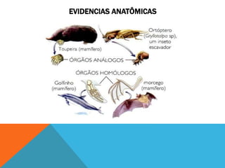 EVIDENCIAS ANATÔMICAS
 