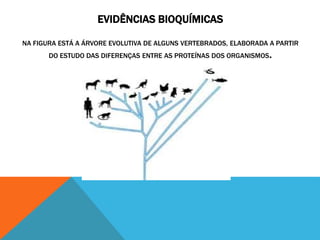 EVIDÊNCIAS BIOQUÍMICAS
NA FIGURA ESTÁ A ÁRVORE EVOLUTIVA DE ALGUNS VERTEBRADOS, ELABORADA A PARTIR
DO ESTUDO DAS DIFERENÇAS ENTRE AS PROTEÍNAS DOS ORGANISMOS.
 