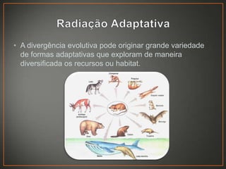 • A divergência evolutiva pode originar grande variedade
de formas adaptativas que exploram de maneira
diversificada os recursos ou habitat.

 