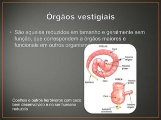 • São aqueles reduzidos em tamanho e geralmente sem
função, que correspondem a órgãos maiores e
funcionais em outros organismos.

Coelhos e outros herbívoros com ceco
bem desenvolvido e no ser humano
reduzido

 