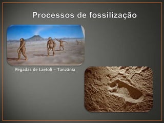 •

Pegadas de Laetoli - Tanzânia

 