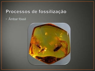 • Âmbar fóssil

 