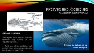 PROVES BIOLÒGIQUES
ANATOMIA COMPARADA
El fèmur de la balena es
un os vestigial
ÒRGANS VESTIGIALS
Són òrgans molt reduïts, que no
realitzen cap funció útil en
aquella espècie...
• Però en altres espècies del
mateix grup estan desenvolupats
i realitzen una funció útil.
 