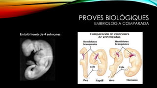 PROVES BIOLÒGIQUES
EMBRIOLOGIA COMPARADA
Embrió humà de 4 setmanes
 