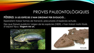 FÒSSILS: SI LES ESPÈCIES S’HAN ORIGINAT PER EVOLUCIÓ...
Esperaríem trobar formes de transició, precursores d’espècies actuals.
Des que Darwin publicà L’origen de les espècies (1859), s’han trobat molts fòssils
d’aquest tipus. Vegem-ne un.
PROVES PALEONTOLÒGIQUES
tiktaalik
 
