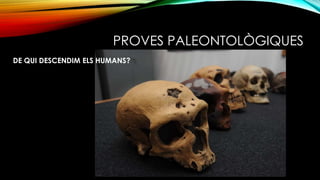 PROVES PALEONTOLÒGIQUES
DE QUI DESCENDIM ELS HUMANS?
 