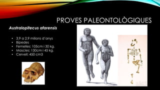 PROVES PALEONTOLÒGIQUES
Australopitecus afarensis
• 3,9 a 2,9 milions d’anys
• Bípedes
• Femelles: 105cm i 30 kg.
• Mascles: 130cm i 45 kg.
• Cervell: 450 cm3
 
