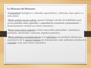 Lo Humano del Humano:
•Unidualidad: biológicos y culturales, egocéntricos y altruistas, homo sapiens es y
homo demens.
•Bucle cerebro-mente-cultura: aparato biológico dotado de habilidades para
actuar, percibir, saber, aprender – capacidad de conciencia y pensamiento –
funcionamiento cerebral con efecto retroactivo.
•Bucle razón-afecto-impulso: córtex-mesocéfalo-paleocéfalo: hemisferios
cerebrales, afectividad y memoria, impulsos primarios.
•Bucle individuo-sociedad-especie: Los individuos son producto del proceso
reproductor de la especie humana, las interacciones entre individuos producen la
sociedad y ésta, tiene efecto retroactivo.
 