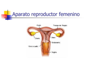 Aparato reproductor femenino 