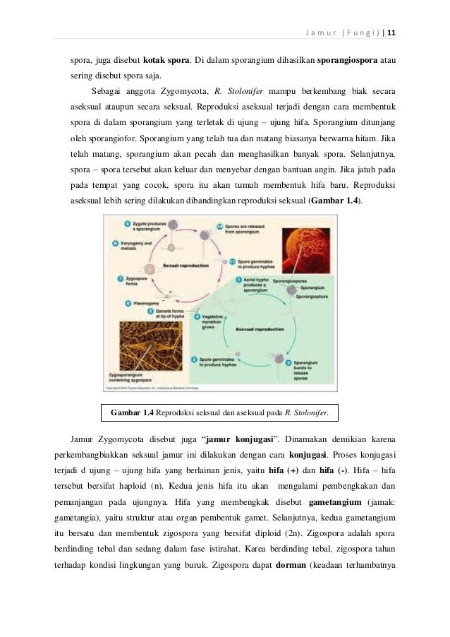 Evin Kustantia 1113016100039 Pdf Jamur 43196034