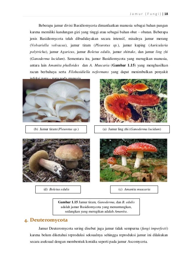 Bahan Ajar Jamur Pdf - Tahun Ajar