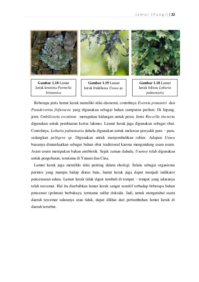 Evin Kustantia 1113016100039 Pdf Jamur 43196034